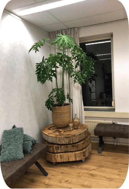Dagbesteding-Schiebroek-plant